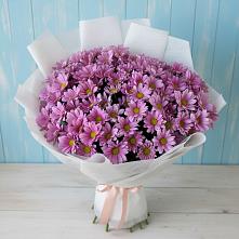 Букет сиреневая охапка в Новороссийске Букет цветов из:  Хризантемы в Новороссийске