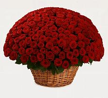 251 Премиум красная роза в Новороссийске Премиум букет из: Розы в Новороссийске